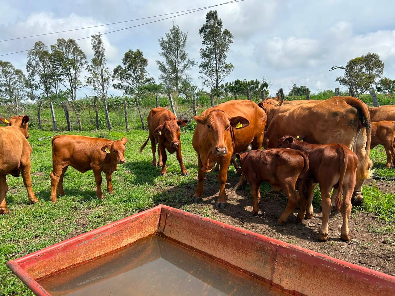 Vacas y becerros Beefmaster reunidos junto al bebedero del potrero