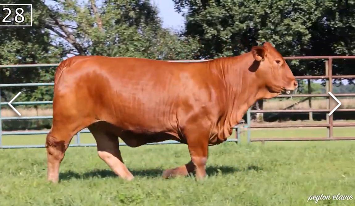 Cómo interpretar un pedigrí Beefmaster