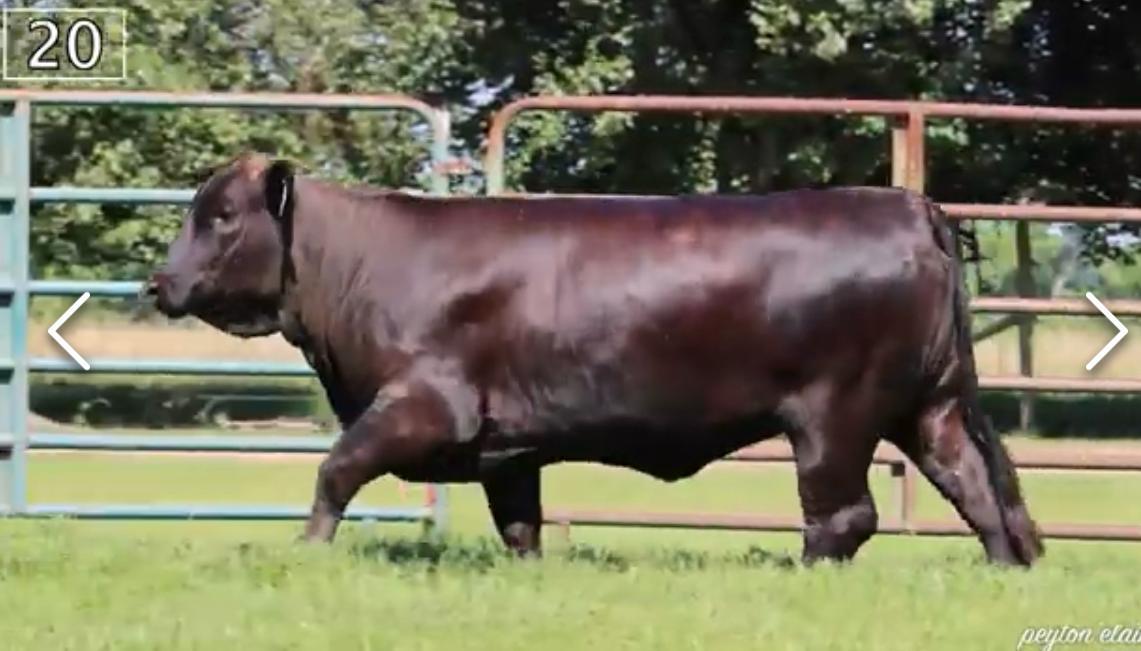 Semental Beefmaster de capa oscura con gran masa muscular