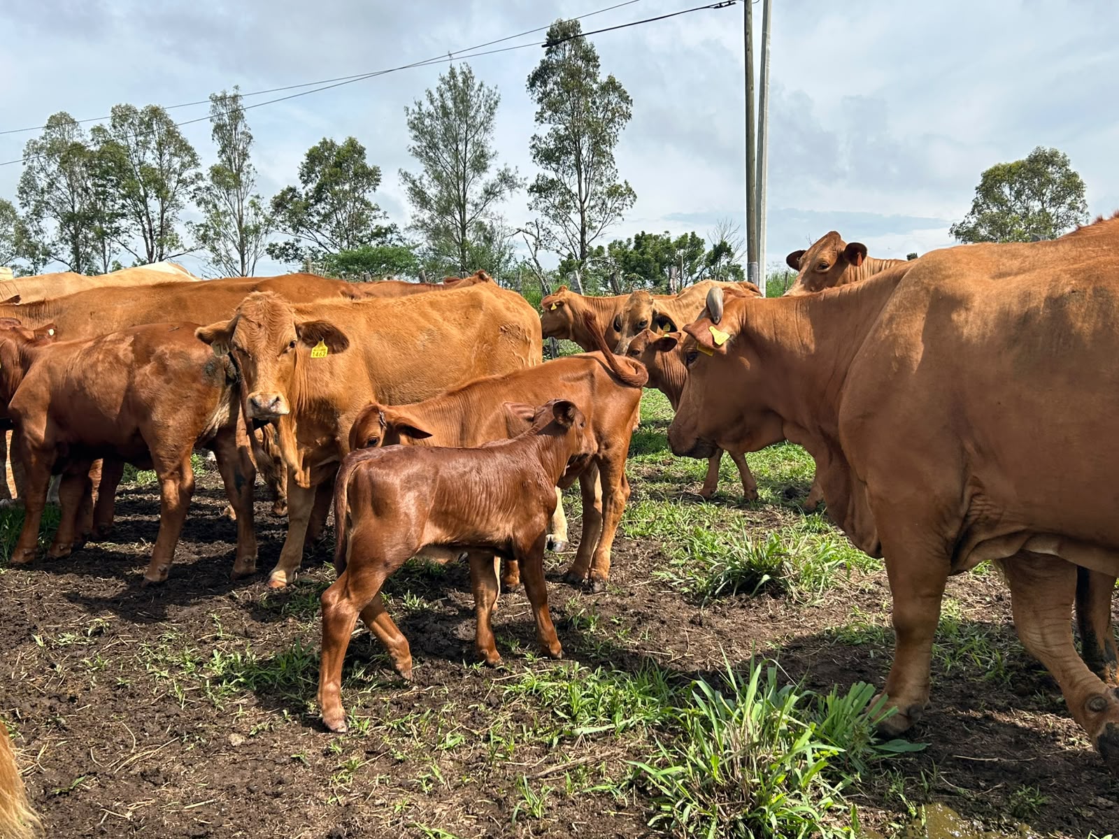 ¿Por qué la fertilidad determina la rentabilidad del hato?