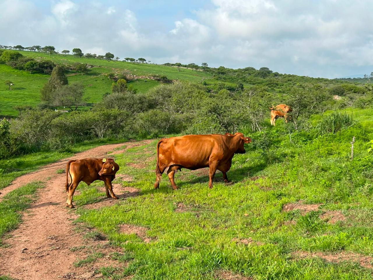 Vaca Beefmaster con su becerro por la vereda del cerro entre pasto verde